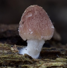 Psathyrella piluliformis