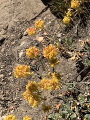 Eriogonum
