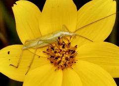 Oecanthus quadripunctatus