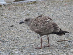 Larus argentatus image