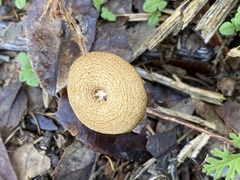 Lentinus arcularius