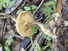 Lentinus arcularius