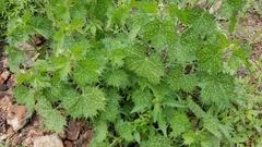 Cnidoscolus angustidens