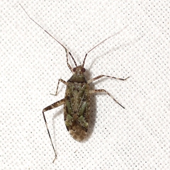 Phytocoris