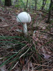 Amanita virosa