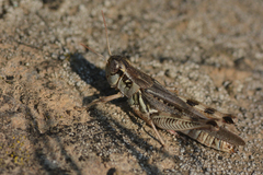 Melanoplus