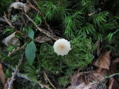 Cystolepiota
