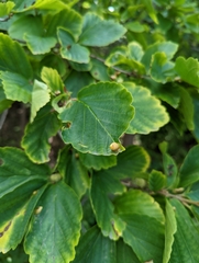 Hormaphis hamamelidis