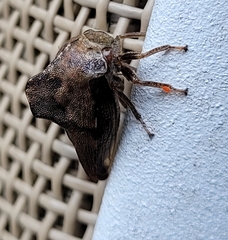 Telamona