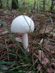 Amanita virosa