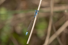 Ischnura heterosticta