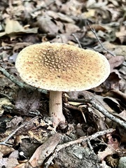 Amanita amerirubescens