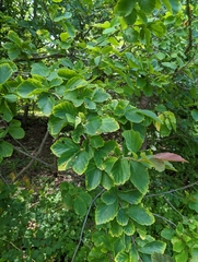 Hormaphis hamamelidis