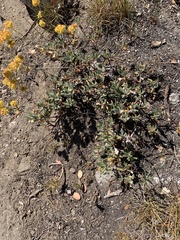 Eriogonum