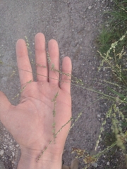Panicum hallii
