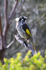 Phylidonyris novaehollandiae