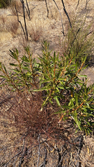 Eriodictyon trichocalyx