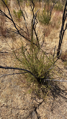 Adenostoma fasciculatum