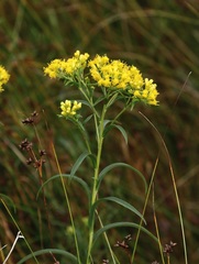 Solidago riddellii