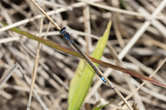 Ischnura heterosticta