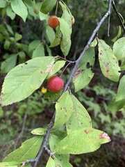 Prunus umbellata