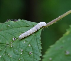 Macremphytus tarsatus