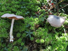 Entoloma indigoferum