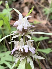 Monarda