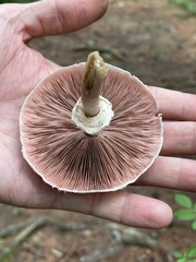 Agaricus
