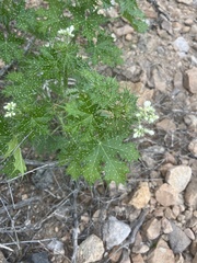 Cnidoscolus maculatus