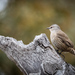 Brown Treecreeper - Photo (c) nealed, some rights reserved (CC BY-NC), uploaded by nealed