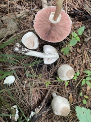 Agaricus