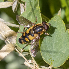 Helophilus obscurus