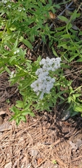 Stevia serrata