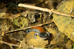 Plethodon yonahlossee