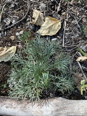 Artemisia campestris