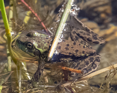 Lithobates septentrionalis
