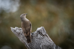 Climacteris picumnus