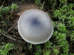 Entoloma indigoferum