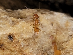 Forelius pruinosus