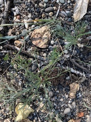Artemisia campestris