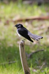 Rhipidura leucophrys