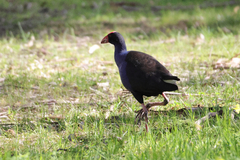 Porphyrio melanotus