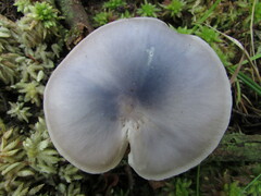 Entoloma indigoferum