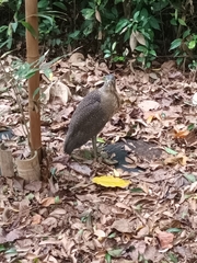 Gorsachius melanolophus