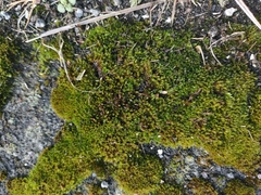 Bryum argenteum
