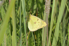 Colias hyale