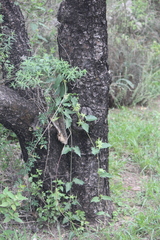 Gonolobus grandiflorus