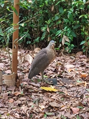 Gorsachius melanolophus