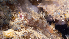 Heteroclinus eckloniae